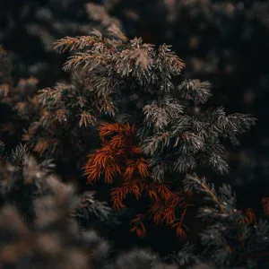 Piano para Relajarse, Sueño Profundo, Maestros de música de la meditación - Destino