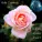 Wolfgang Amadeus Mozart - Violin Concerto No. 1 in B flat major, K. 207 - I. Allegro moderato - Wolfgang Amadeus Mozart