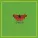 Credo - Smaidas
