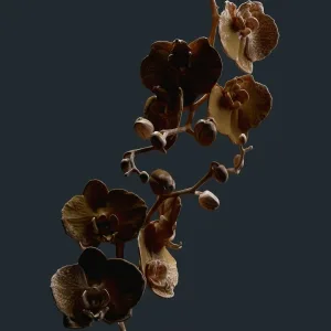 Goom Gum - Darkness