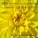 S&S, Miss Jane, Josh - It's a Fine Day
