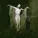 Sopor Aeternus & The Ensemble Of Shadows - Omen Sinistrum