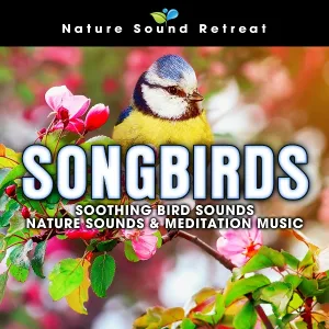 Nature Sound Retreat - Morning Meditation in Nature with Morning Songbirds