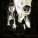 Behemoth - Evoe