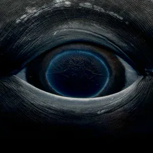 ЧВ, feelinsomnia - Свет в окнах вселенной