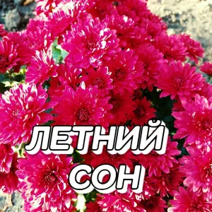 Сергей Грищук - Летний сон