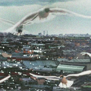Кот Балу - 2