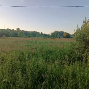 Котлета - Наступило лето