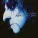 Alice Cooper - I Know Where You Live (Prologue)