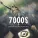 7000$ - Stay Hungry
