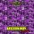 DJ Lil Steve, Lester Roy feat. Tay G - Better (Slaughtered & Sliced)