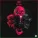 Divis - The Following
