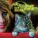 Ely Bruna, Papik - The Year Of The Cat