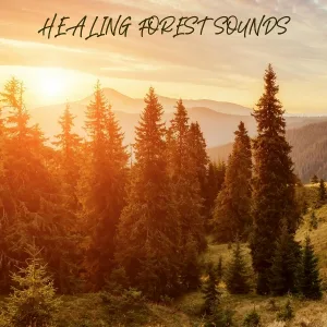 Nature Sounds - Magical Rainforest