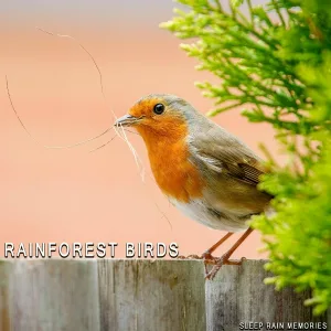 Sleep Rain Memories - Twittering and Tweeting