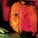 Alice In Chains - Rotten Apple