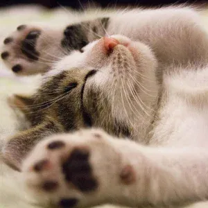 Baby Sleep Music, Sleep Makers Samples, Yoga Music - Pebbles on the Beach