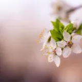 Austin Farwell - Spring Is Coming