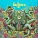 The Boatsmen - Never Get It Down