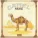 Camel - Freefall