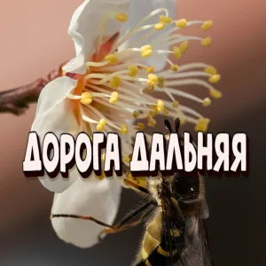 Сергей Грищук - Дорога дальняя