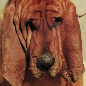 Ty Segall - I Am With You