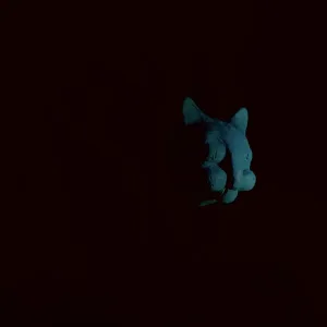 DJ Borisie - Hippocampus