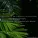 Sleep Rain Memories - Life in the Tropics