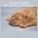 Dog Chillout Zone - Cuddles, Kisses, Relaxation
