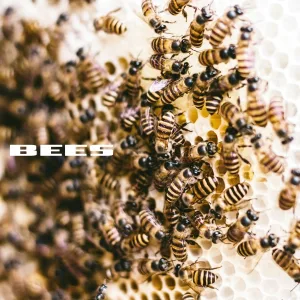 CHIZABEAT - BEES