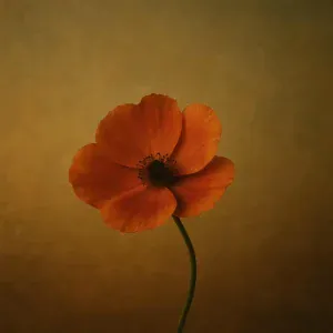 Ernar Amandyq - Жалғыз гүл