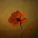 Ernar Amandyq - Жалғыз гүл