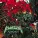 Killswitch Engage - I Am Broken Too