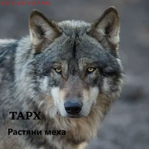 ТАРХ - Растяни меха