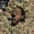 Quelle Chris feat. Mach Hommy - Wild Minks