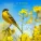 Tim Janis - Great is Thy Faithfulness