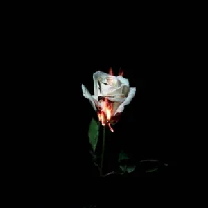 TVBUU - No Disappointments