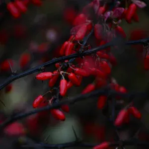 Расслабляющая музыка, Расслабляющая медицина, Yoga Music, Музыка для Сна, Meditation - Исцеление. Медитация