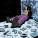 Baby Cute - Capybara
