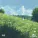 Lofi Fruits Music - Morning Dew Serenade