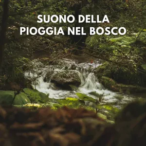 Per Dormire di TraxLab - Suono della Pioggia nel Bosco (10)