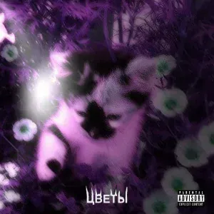 Корви, DRILBIT - ЦВЕТЫ