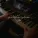 Classical Lullabies, Piano Suave Relajante, Los Pianos Barrocos - Purely Zen