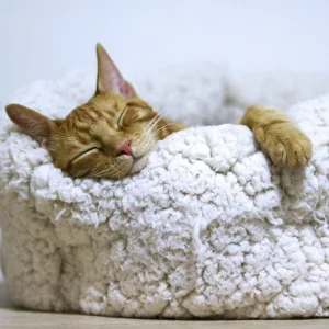 Sleep Rain, Deep Sleep FX, Music to Relax in Free Time - Flow