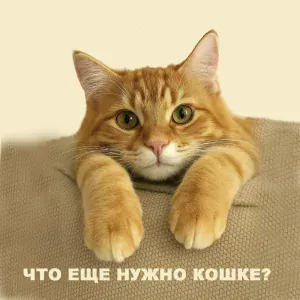 Сергей Саликов - Что еще нужно кошке?