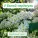 Светлый свет - У белой черёмухи
