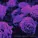 Pastel Ghost - Prism