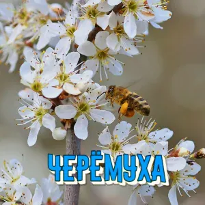 Сергей Грищук - МУЗЫКА ВЕСНЫ