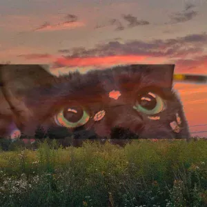 Grey Ai$T - Meow (=ↀωↀ=)