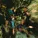 Creedence Clearwater Revival - Born On The Bayou